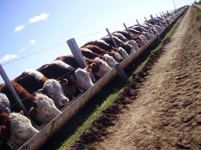 Brasil busca  exportar carne vacuna de alta calidad a la UE