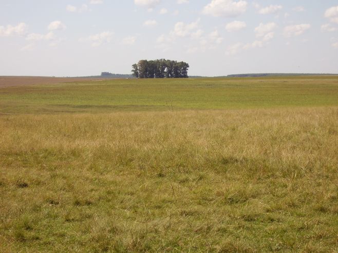 En el norte: "baño de realidad en los precios de la tierra"