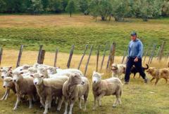 Abigeato: no da tregua y genera indignación en productores