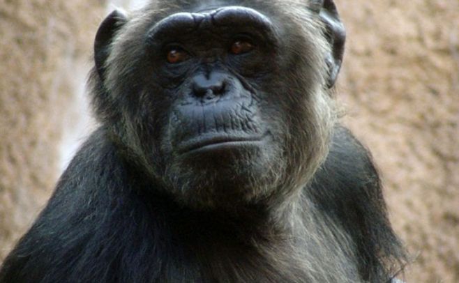 Los chimpancés transmiten el virus del SIDA a los humanos