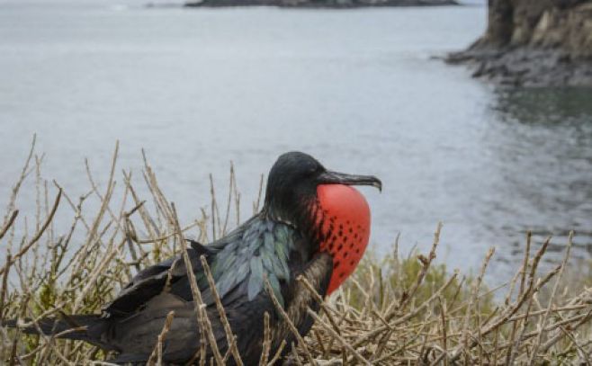 ¿Las aves pueden dormir mientras vuelan?