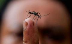 Un mosquito transgénico para combatir el zika