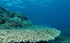 Â¿Por quÃ© los arrecifes de coral se quedan sin color?
