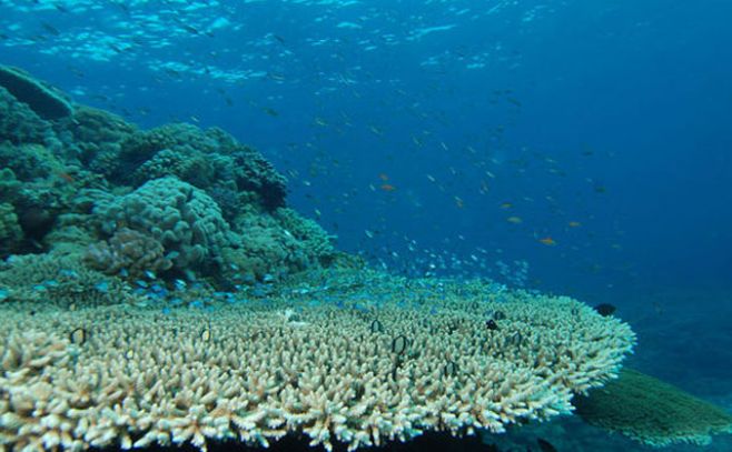 ¿Por qué los arrecifes de coral se quedan sin color?