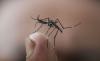 Trampa de olor humano contra los mosquitos