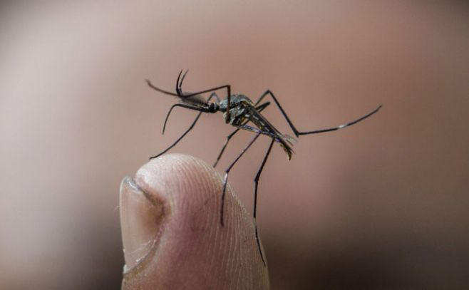Trampa de olor humano contra los mosquitos Trampa de olor humano contra los mosquitos