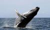 García: ballena muerta tenía claros síntomas de enfermedad