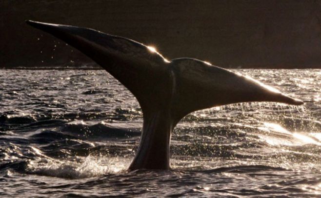 Ballenas se encuentran en peligro por buques cargueros