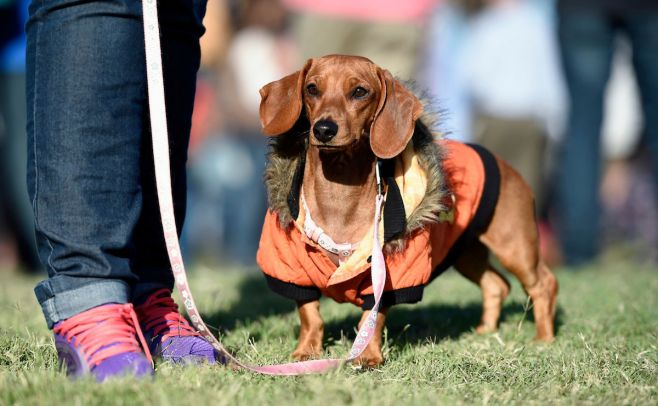 Los perros entienden la entonación de las personas