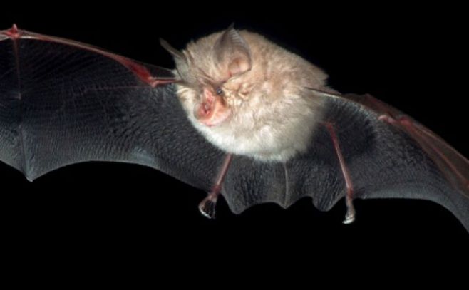 Hallan nueva especie de murciélago en Bogotá