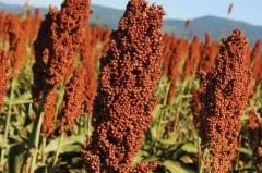 ADP: Plan sorgo y un "negocio integral"