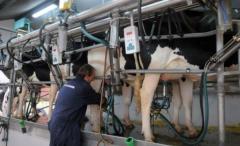 Gremiales lecheras insisten con aumento del precio de la leche cuota