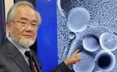 Científico japonés gana el Premio Nobel de Medicina