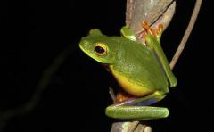 Descubren una nueva especie de rana en Australia