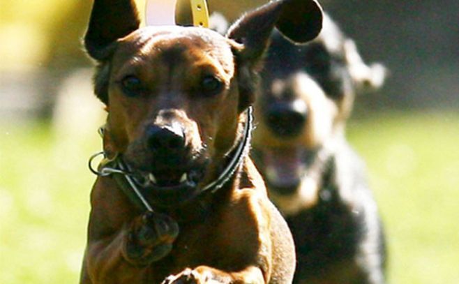 Veterinaria discrepa con MSP por leishmaniasis Veterinaria discrepa con MSP por leishmaniasis