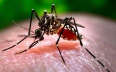 Aedes Aegypti amenazará la zona costera del Uruguay