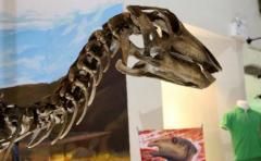 Expertos detectan tejido cerebral fosilizado de un dinosaurio