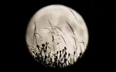 Anuncian una superluna para el 14 de noviembre