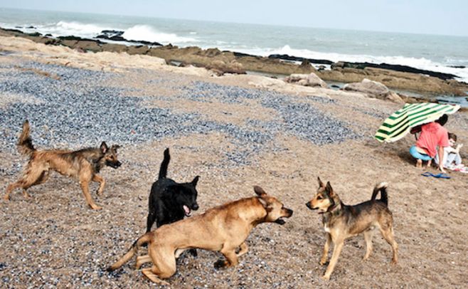 Perros mayores de ocho años muestran signos de demencia