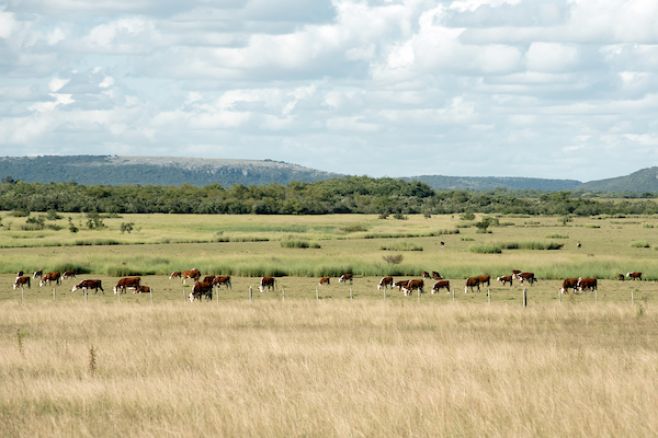 Congreso 2017: En carne nuestro país es mundialista