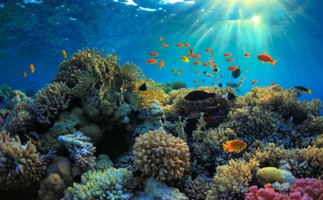 Mayor arrecife de coral de Japón en riesgo por cambio climático
