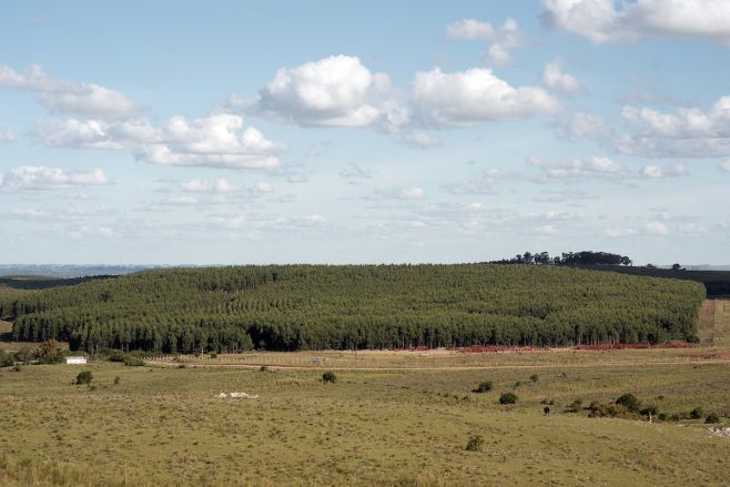 Sinergia: camino estratégico para forestación y ganadería