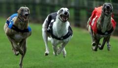 La carrera contra la explotación animal