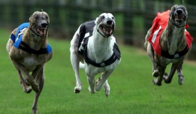 La carrera contra la explotación animal