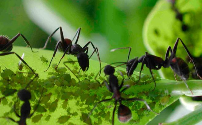 Las hormigas cultivaban plantas antes que los humanos