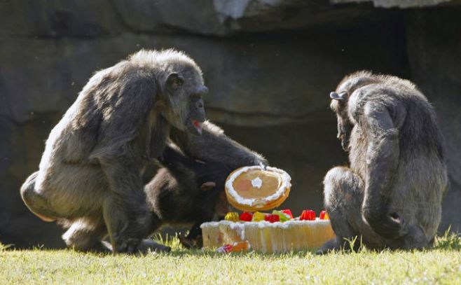 Chimpancés hacen las cosas como su madre les enseña