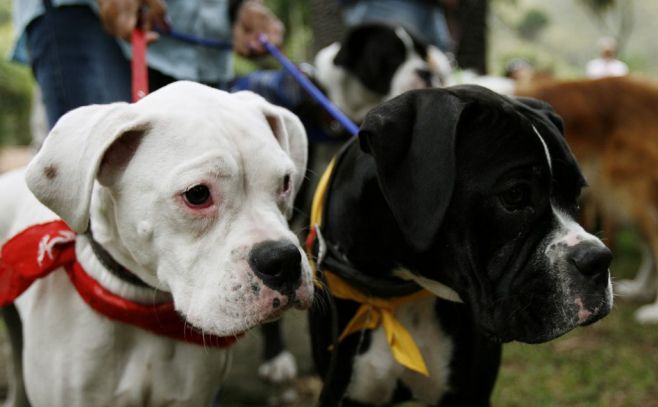 Los perros se acuerdan de lo que hacen sus dueños