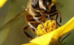 Crean abeja robótica que poliniza como una real