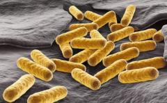 Consiguen regular bacterias resistentes a antibióticos