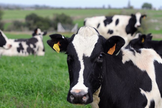 Lechería: Endeudamiento de productores alcanzó los 325 millones de dólares