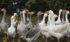 300 mil aves sacrificadas en Holanda contra gripe aviar
