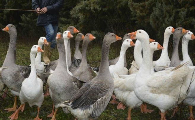 300 mil aves sacrificadas en Holanda contra gripe aviar 300 mil aves sacrificadas en Holanda contra gripe aviar