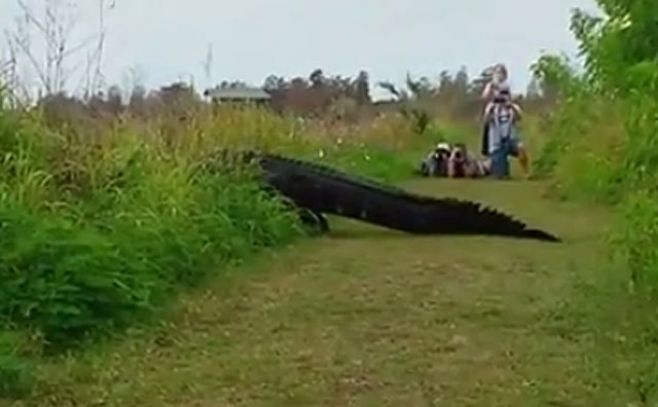 El cocodrilo gigante que se pasea por la Florida