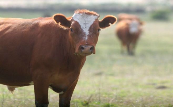 Carnes uruguayas dicen presente en la Feria de Moscú