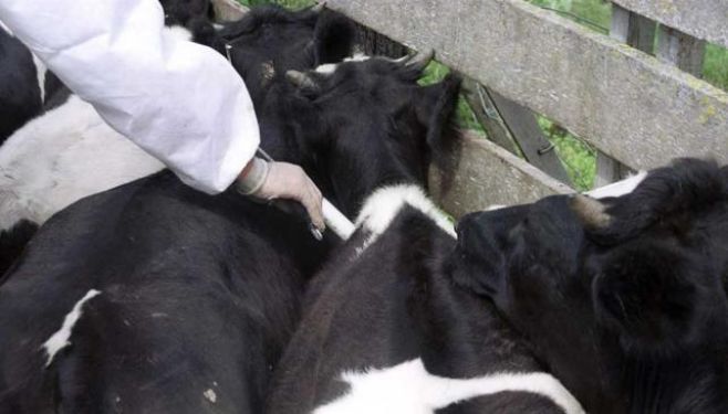 Biogénesis Bagó fue distinguida como mejor empresa veterinaria de Latinoamérica