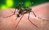 El MSP insta a extremar las medidas contra dengue, zika y chikungunya