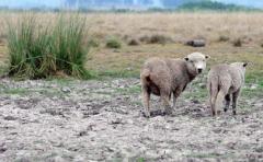 MGAP "optimista" ante entrada de carne ovina con hueso en EEUU