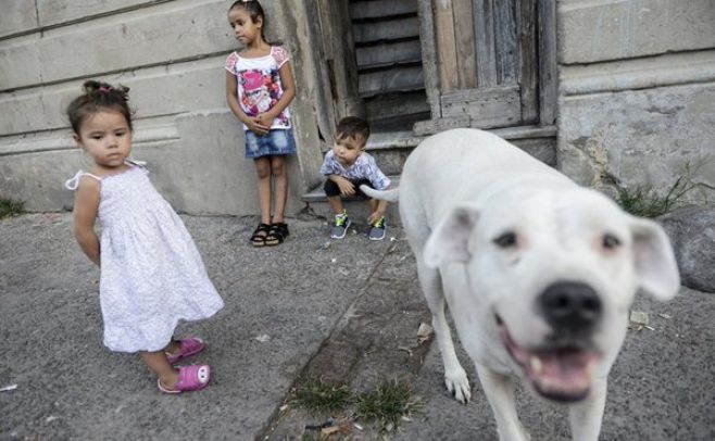 Vacuna contra leishmania canina, primer paso para la humana