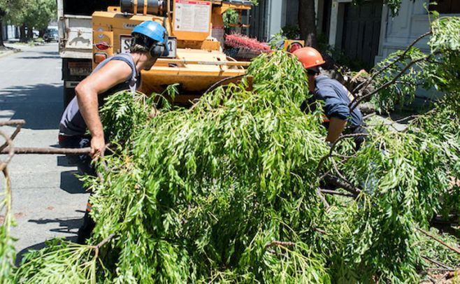 La IM planta nuevos árboles que se adaptan al clima