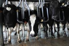 Gremiales lecheras reclaman "capitalización, diferir vencimientos de créditos y aumento del precio de la leche al productor"