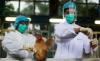 Corea del Sur sacrificó más de 33 millones de aves por gripe aviar