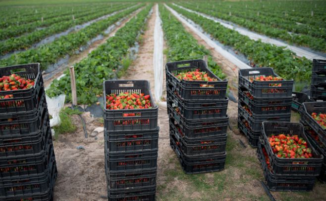 Chile, el país que más fruta fresca exportó a China en 2016