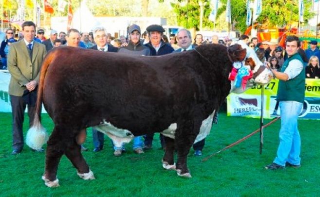 Kamikaze, mejor hereford del mundo en 2015. 