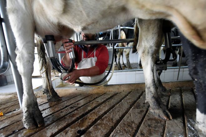 Lactalis confirma cierre de su planta en Salto