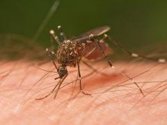 ¿A qué se debe la invasión de mosquitos?