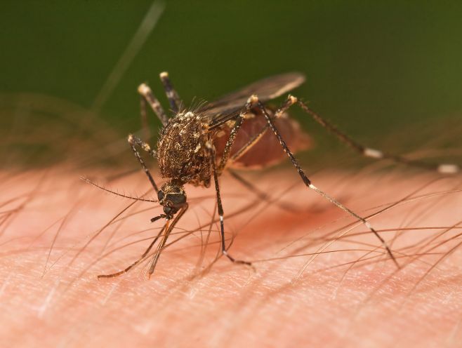 ¿A qué se debe la invasión de mosquitos?